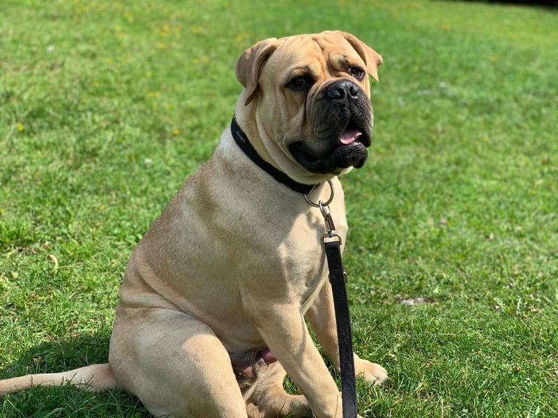 ESKO-PRIVATER NOTFALL Bullmastiff
