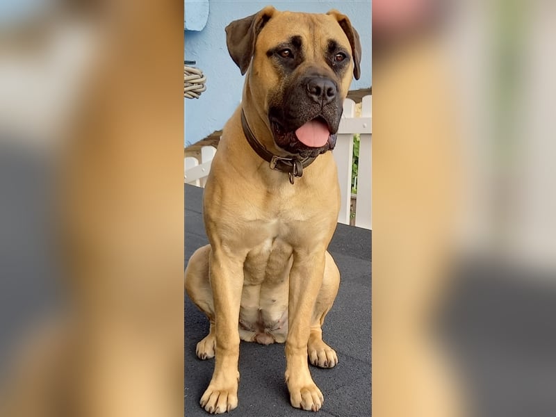 Deckrüde Bullmastiff
