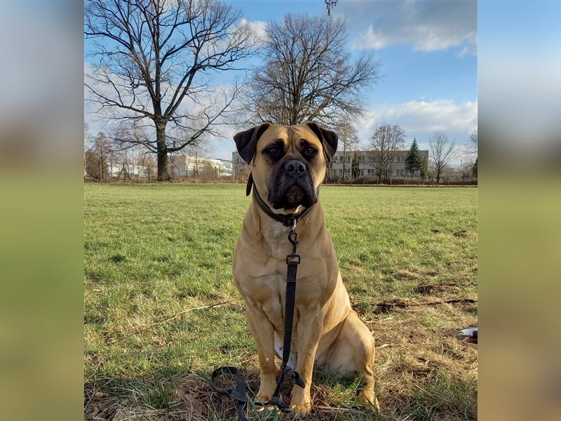Deckrüde Bullmastiff