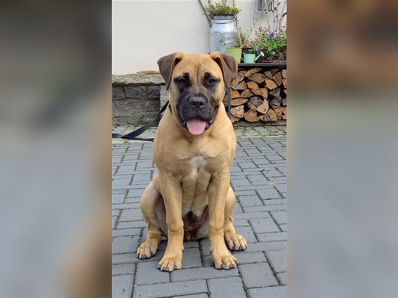 Deckrüde Bullmastiff