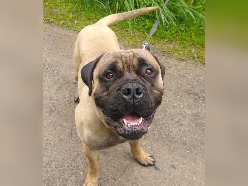 Bullmastiff mit Stammbaum