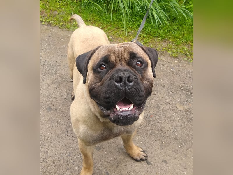 Bullmastiff mit Stammbaum