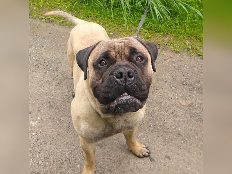 Bullmastiff mit Stammbaum