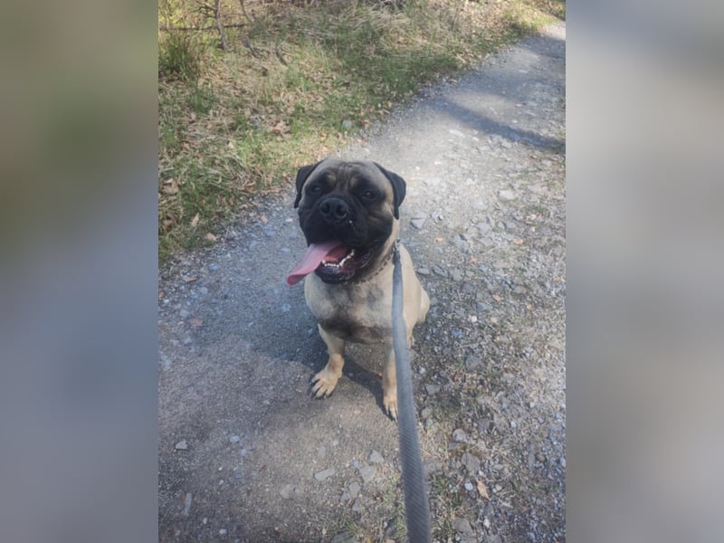 Bullmastiff mit Pedigree