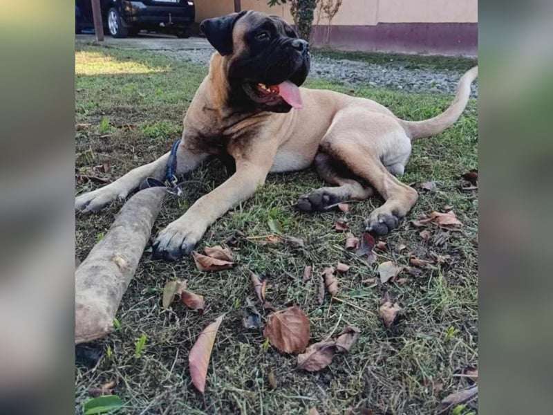 Bullmastiff mit Pedigree