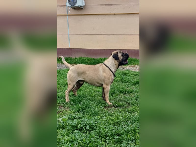 Bullmastiff mit Pedigree