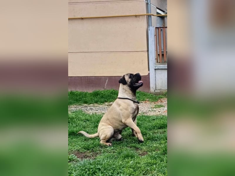 Bullmastiff mit Pedigree
