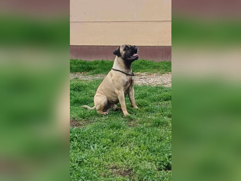Bullmastiff mit Pedigree
