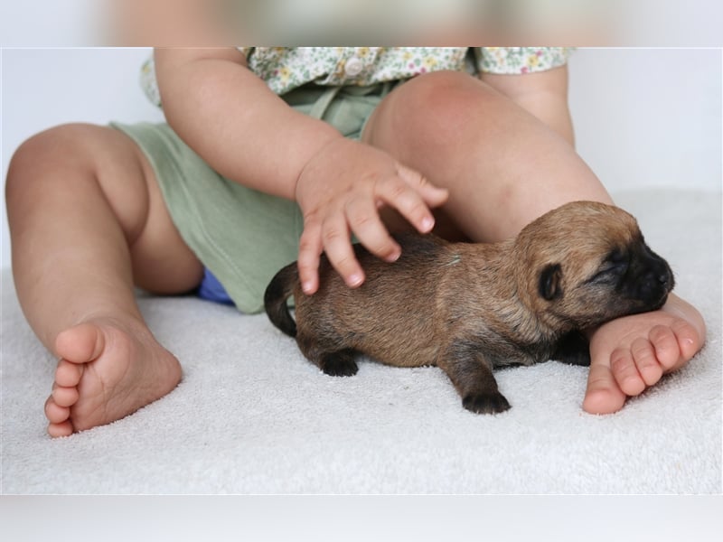 Süße Cairn Terrier Welpen aus KfT/ VDH/ FCI -Zucht