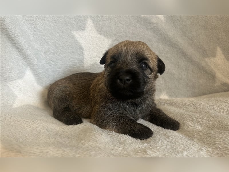 Süße Cairn Terrier Welpen aus KfT/ VDH/ FCI -Zucht