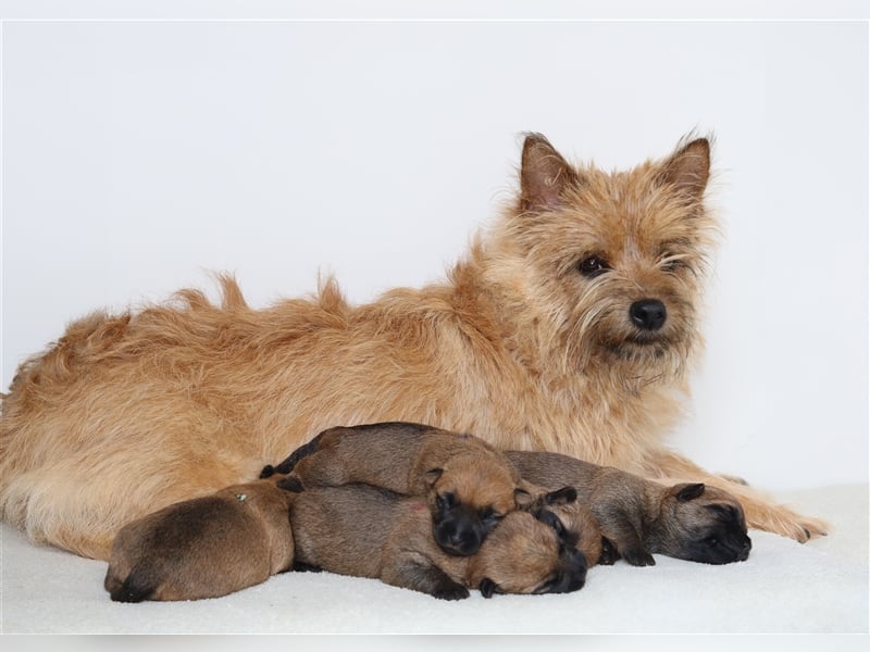 Süße Cairn Terrier Welpen aus KfT/ VDH/ FCI -Zucht