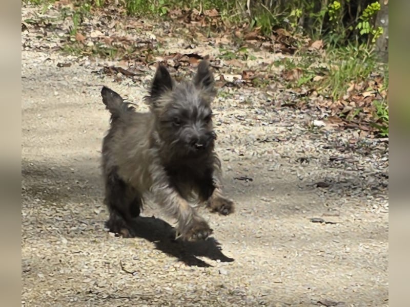 Lustige Kobolde / Cairn Terrier suchen ein Zuhause