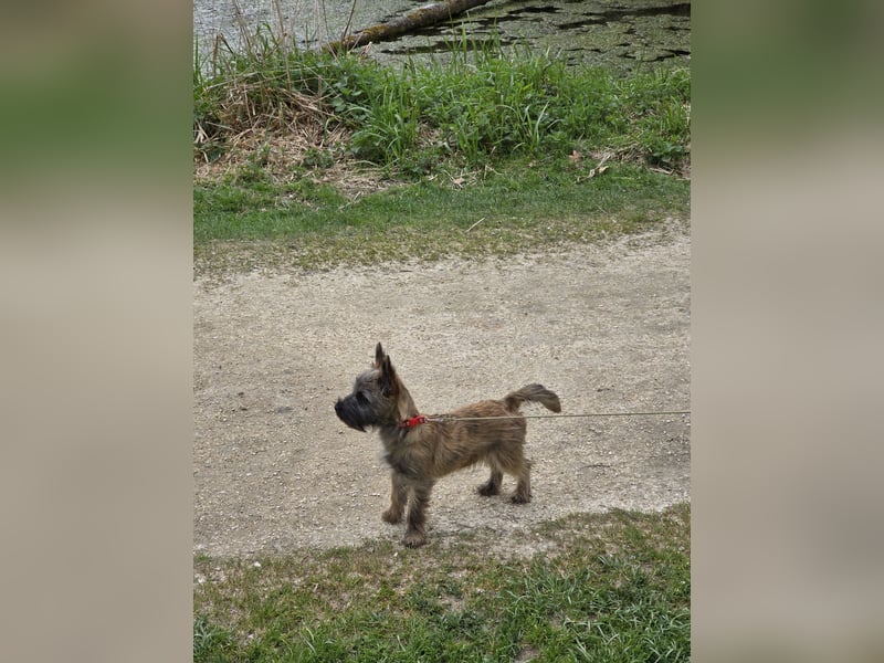 Lustige Kobolde / Cairn Terrier suchen ein Zuhause