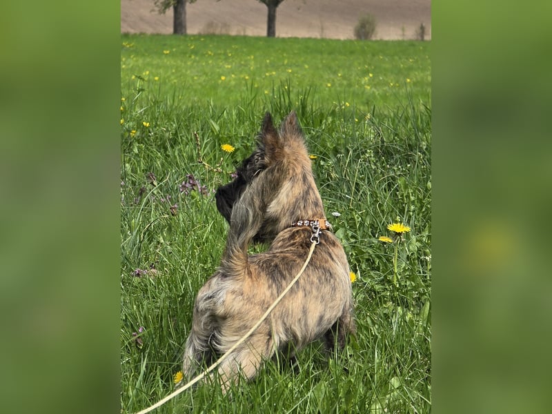Lustige Kobolde / Cairn Terrier suchen ein Zuhause
