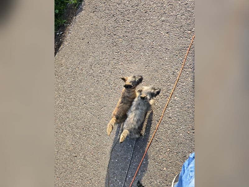 Lustige Kobolde / Cairn Terrier suchen ein Zuhause