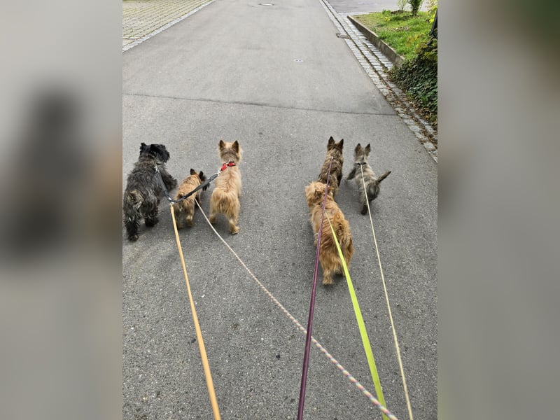 Lustige Kobolde / Cairn Terrier suchen ein Zuhause