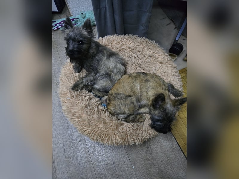 Lustige Kobolde / Cairn Terrier suchen ein Zuhause