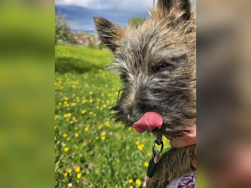 Lustige Kobolde / Cairn Terrier suchen ein Zuhause