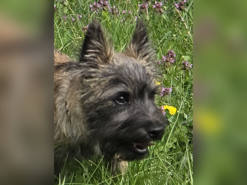 Lustige Kobolde / Cairn Terrier suchen ein Zuhause