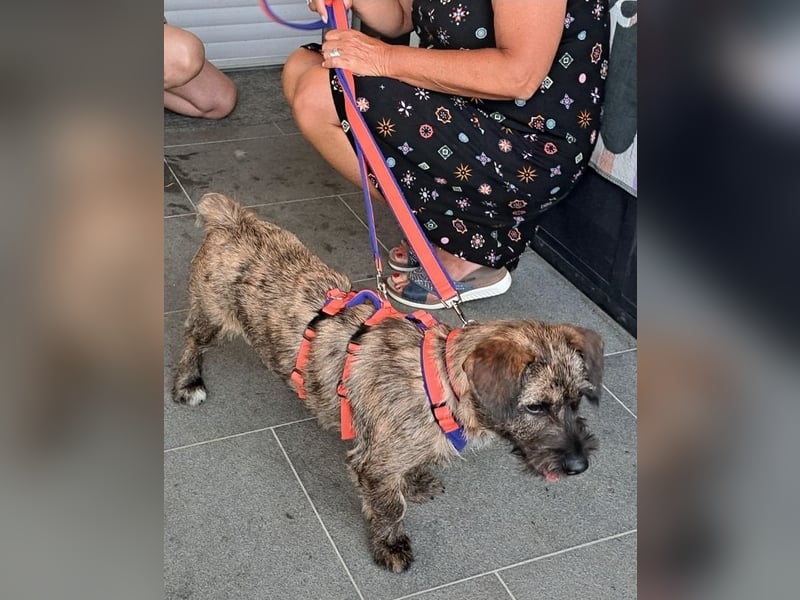 Mona – kleine Herzenshündin sucht ihr Für-immer-Zuhause