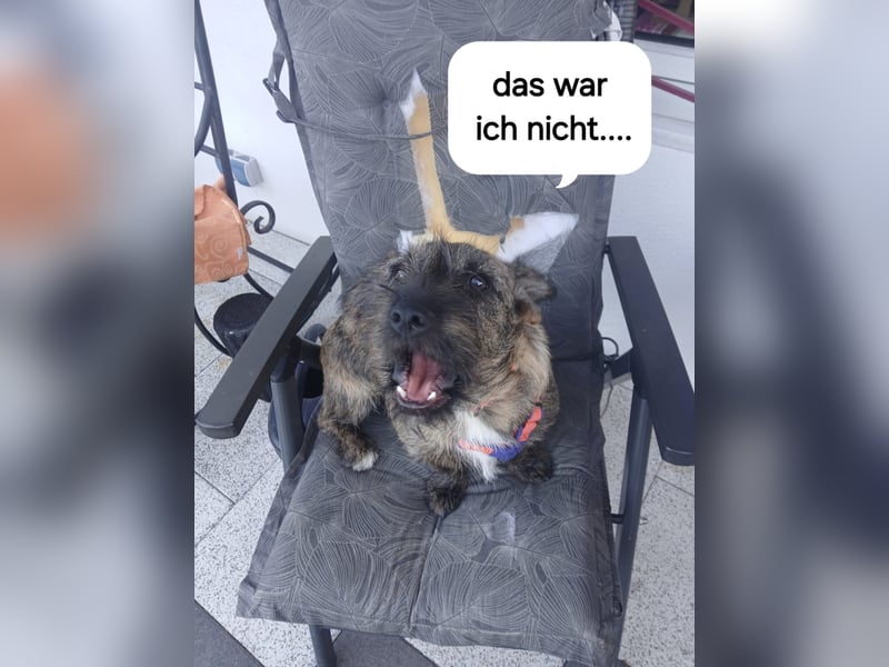 Mona – kleine Herzenshündin sucht ihr Für-immer-Zuhause