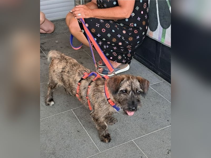 Mona – kleine Herzenshündin sucht ihr Für-immer-Zuhause
