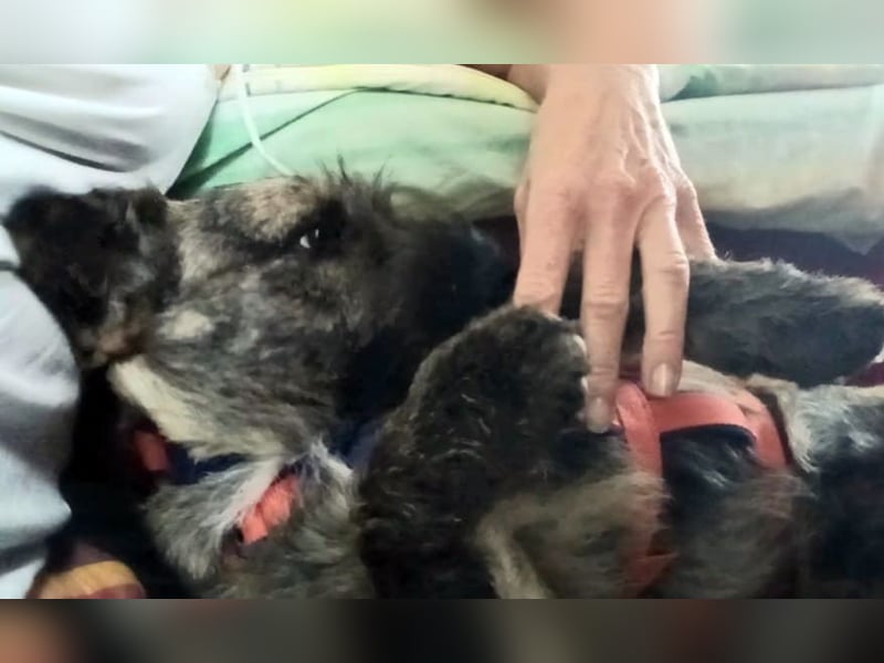 Mona – kleine Herzenshündin sucht ihr Für-immer-Zuhause