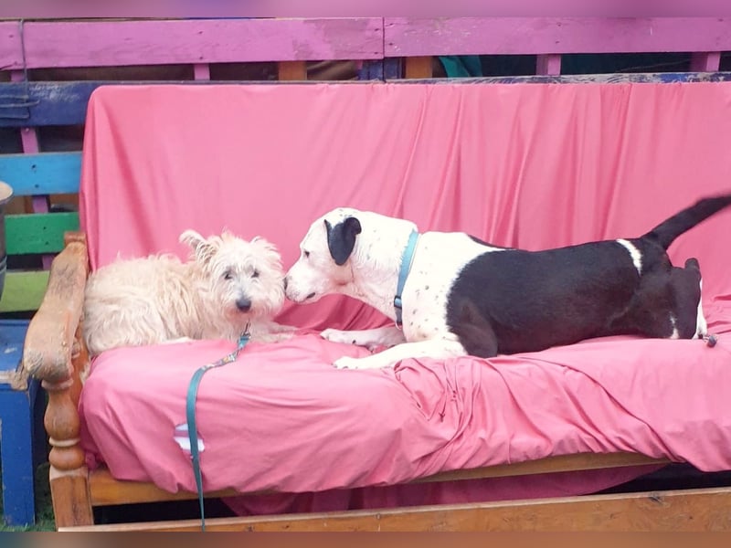 MAGGIE – bezaubernder Wirbelwind