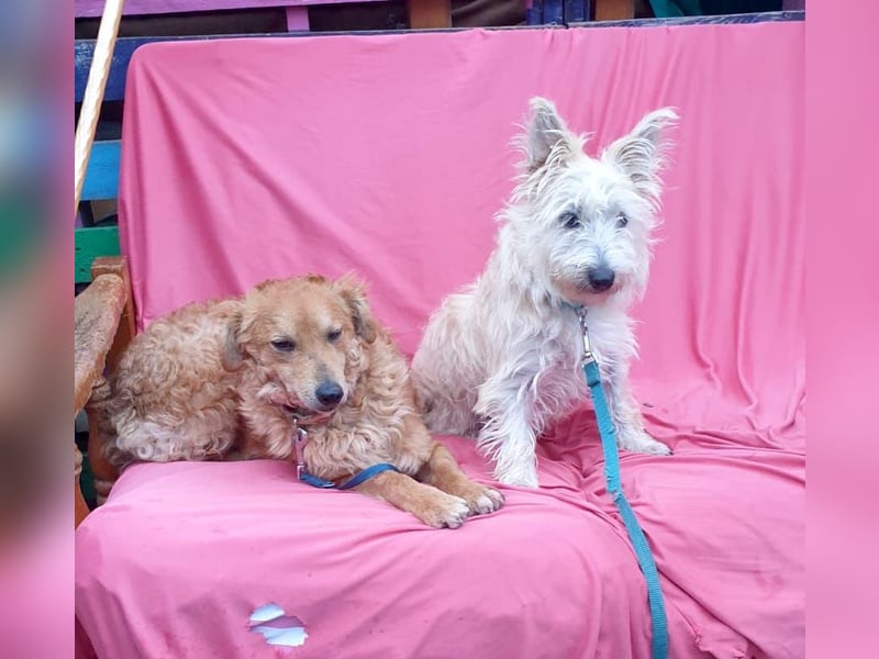 MAGGIE – bezaubernder Wirbelwind