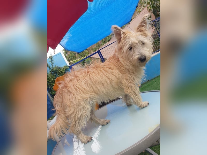 MAGGIE – bezaubernder Wirbelwind