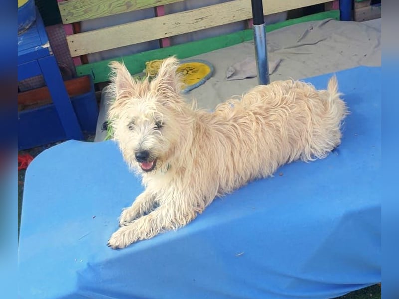 MAGGIE – bezaubernder Wirbelwind