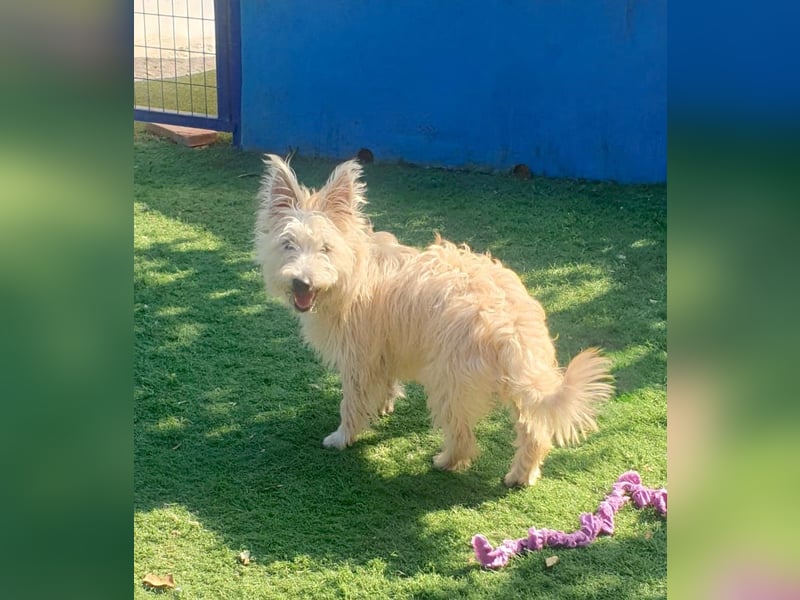 MAGGIE – bezaubernder Wirbelwind