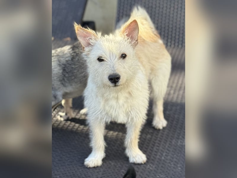 Schüchterner Benno sucht seine Menschen