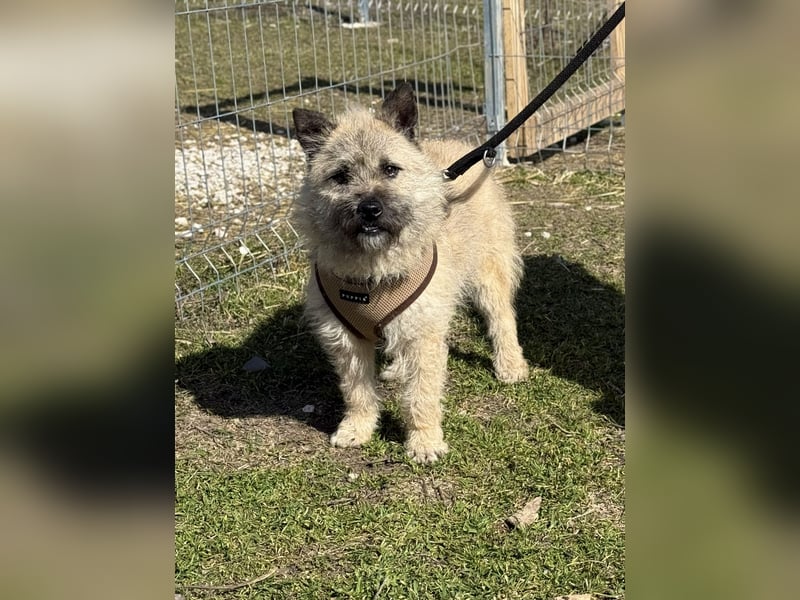 Kleine Jeannie sucht ein Zuhause