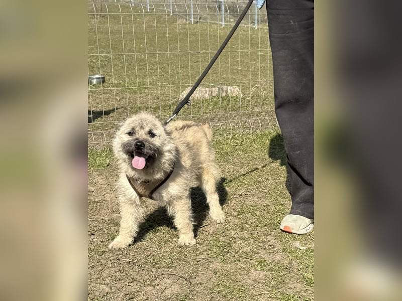 Kleine Jeannie sucht ein Zuhause