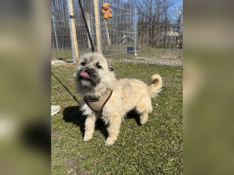 Kleine Jeannie sucht ein Zuhause