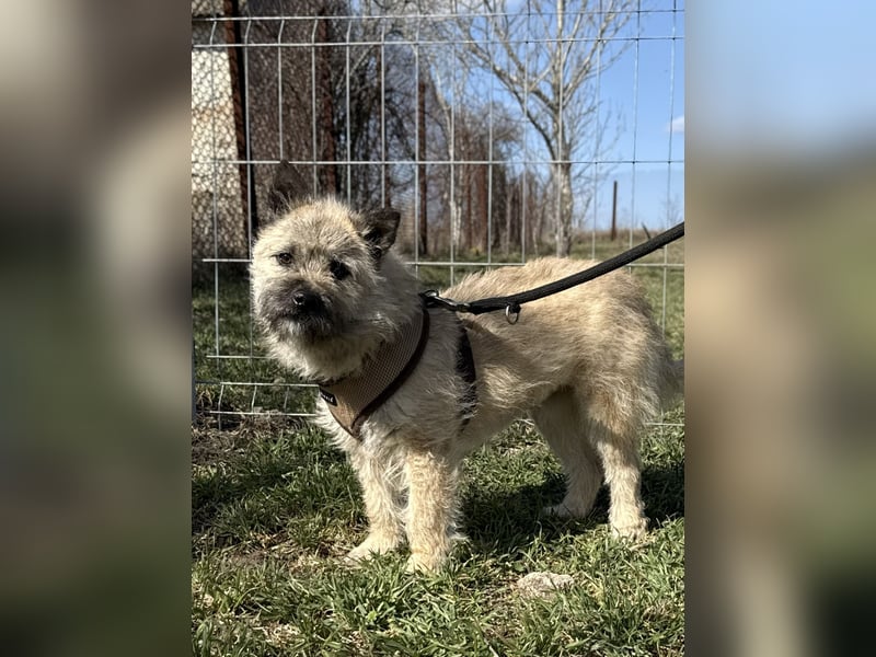 Kleine Jeannie sucht ein Zuhause