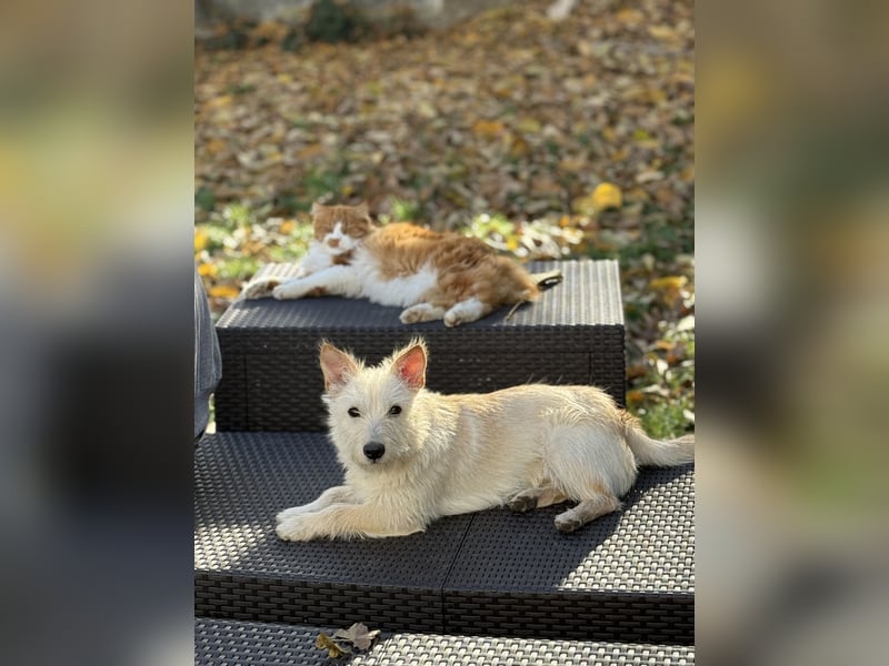 Schüchterner Benno sucht seine Menschen