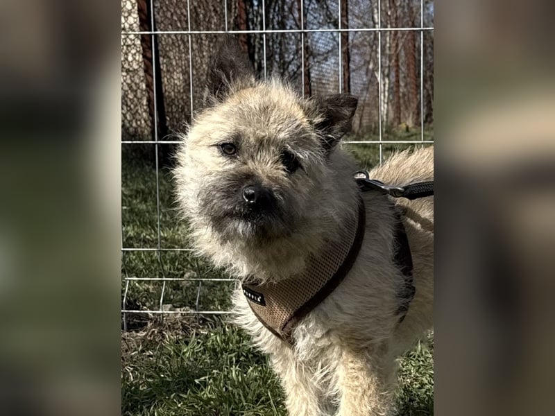 Kleine Jeannie sucht ein Zuhause