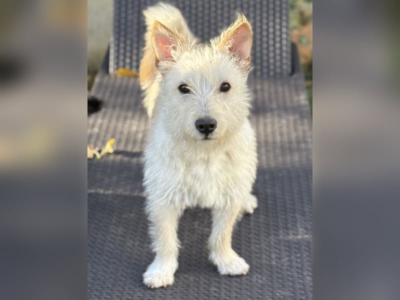 Schüchterner Benno sucht seine Menschen