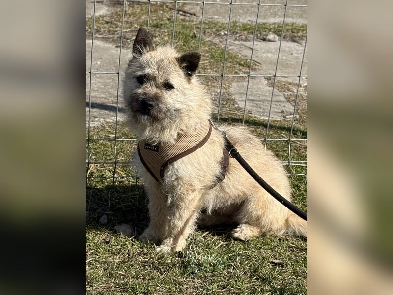 Kleine Jeannie sucht ein Zuhause