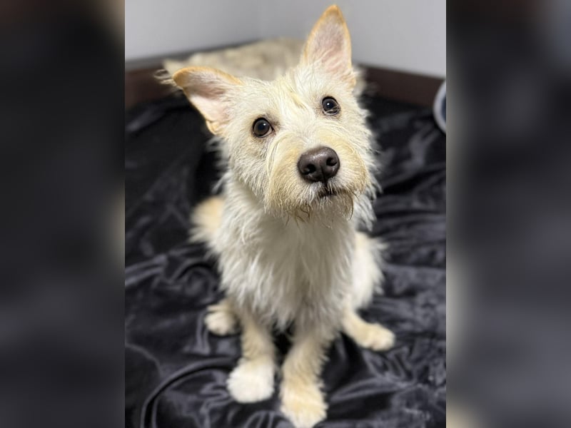 Schüchterner Benno sucht seine Menschen