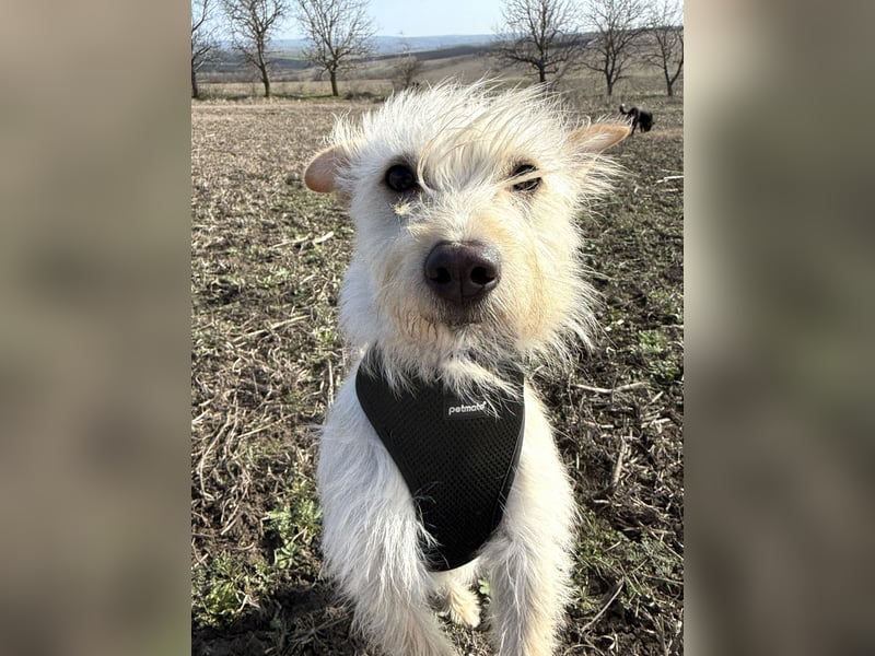 Schüchterner Benno sucht seine Menschen