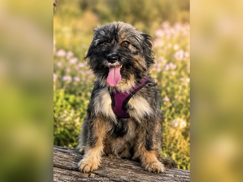 Lila, bildhübsches Terriermädchen