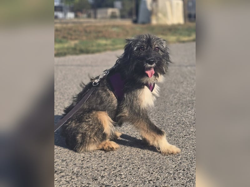 Lila, bildhübsches Terriermädchen