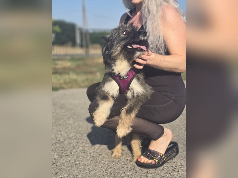 Lila, bildhübsches Terriermädchen