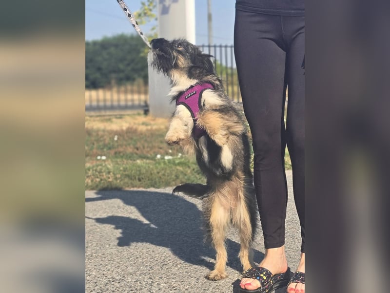 Lila, bildhübsches Terriermädchen
