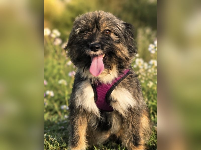 Lila, bildhübsches Terriermädchen