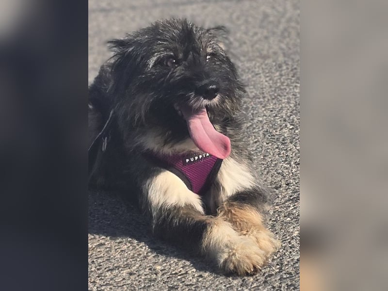 Lila, bildhübsches Terriermädchen