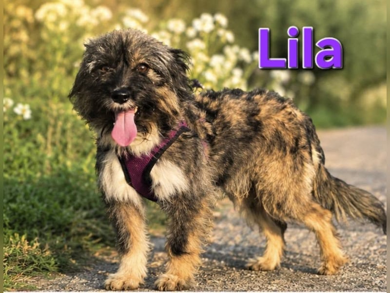 Lila, bildhübsches Terriermädchen